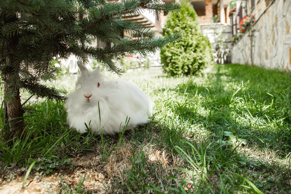 Topalovi Guest House Zlatograd Kültér fotó